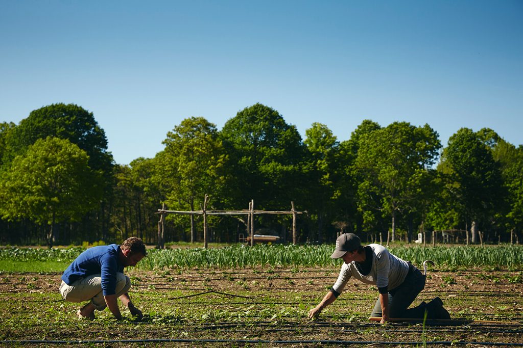 Early Girl Farm