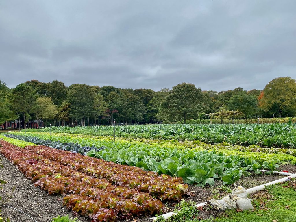 Early Girl Farm Gallery