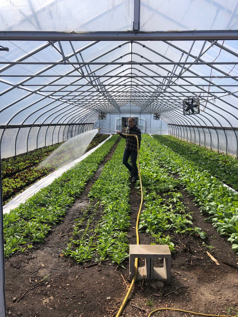 Early Girl Farm Gallery