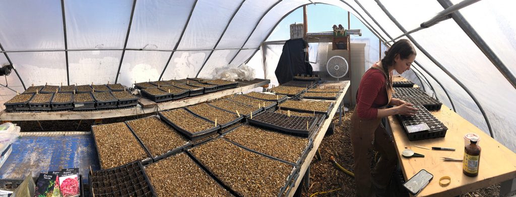 Early Girl Farm Gallery