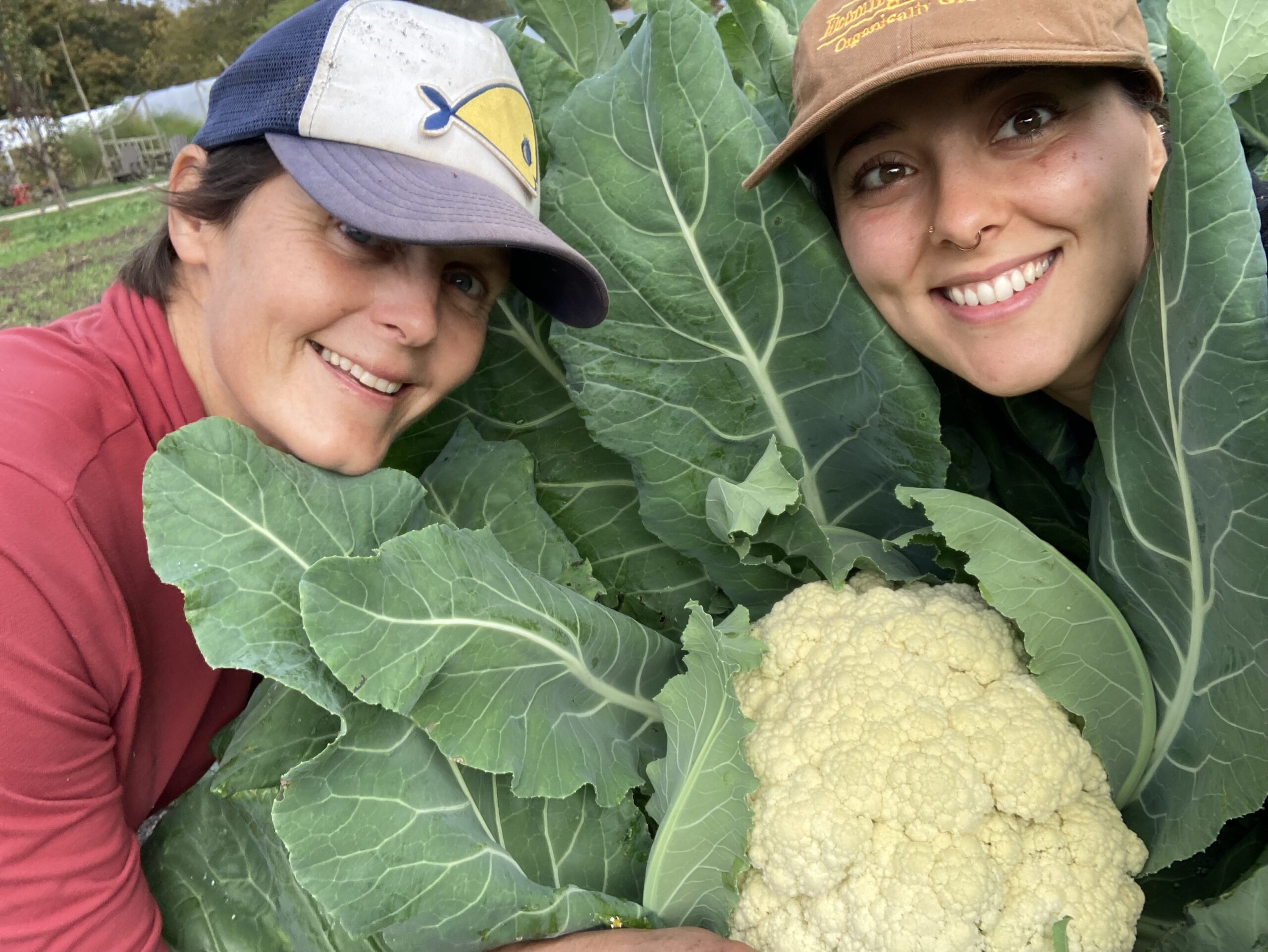 Early Girl Fall CSA 2025