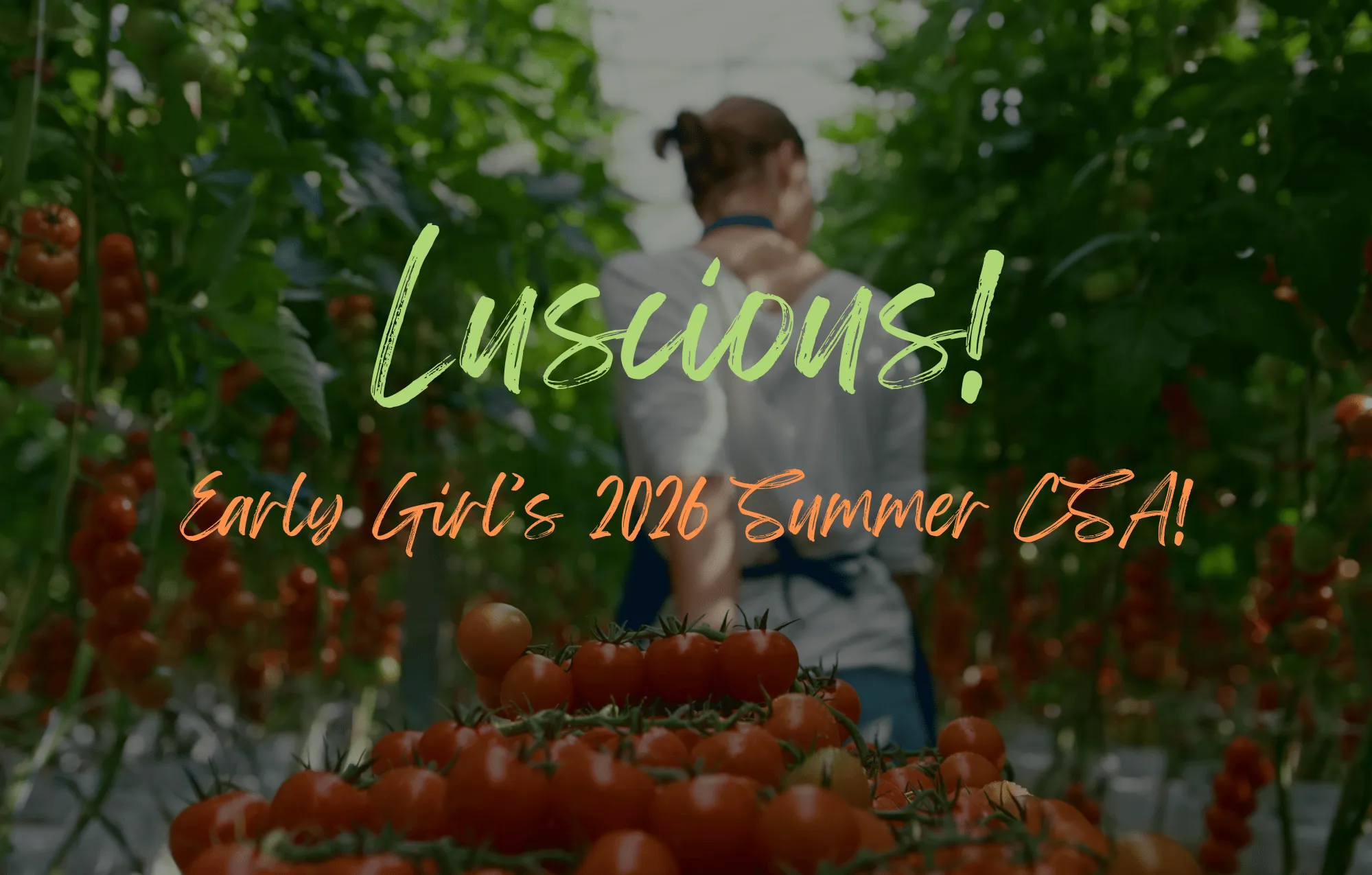 Summer 2026 CSA woman pulling cart of fresh tomatoes in brookhaven NY